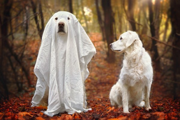 DaySmart  Can Dogs See Ghosts and Other Supernatural Beings? Find…