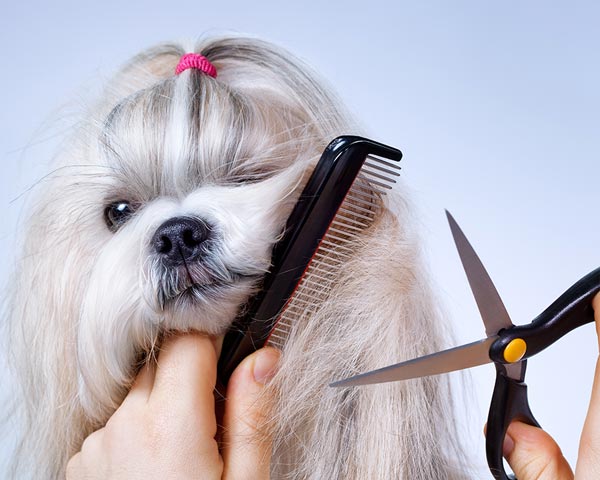Best Dog Grooming Scissors 2023
