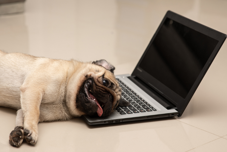 A pug dog lying sleepily on a laptop computer