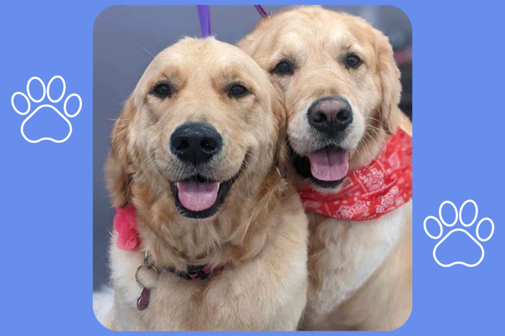 Two golden retrievers on a pampering trip to Purrdy Paws pet grooming spa in Ottawa