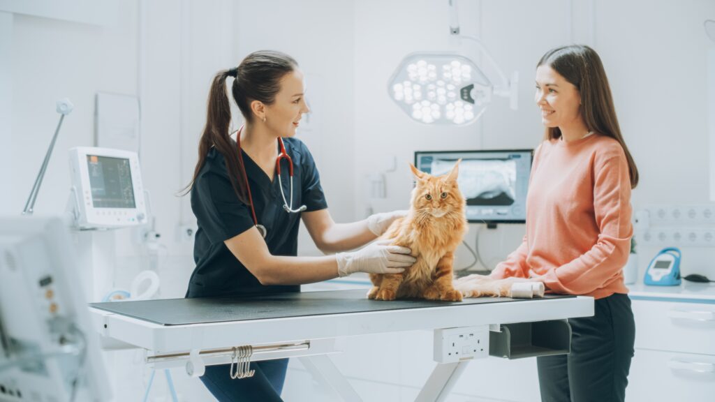 A female veterinarian examines an orange cat while its owner watches.